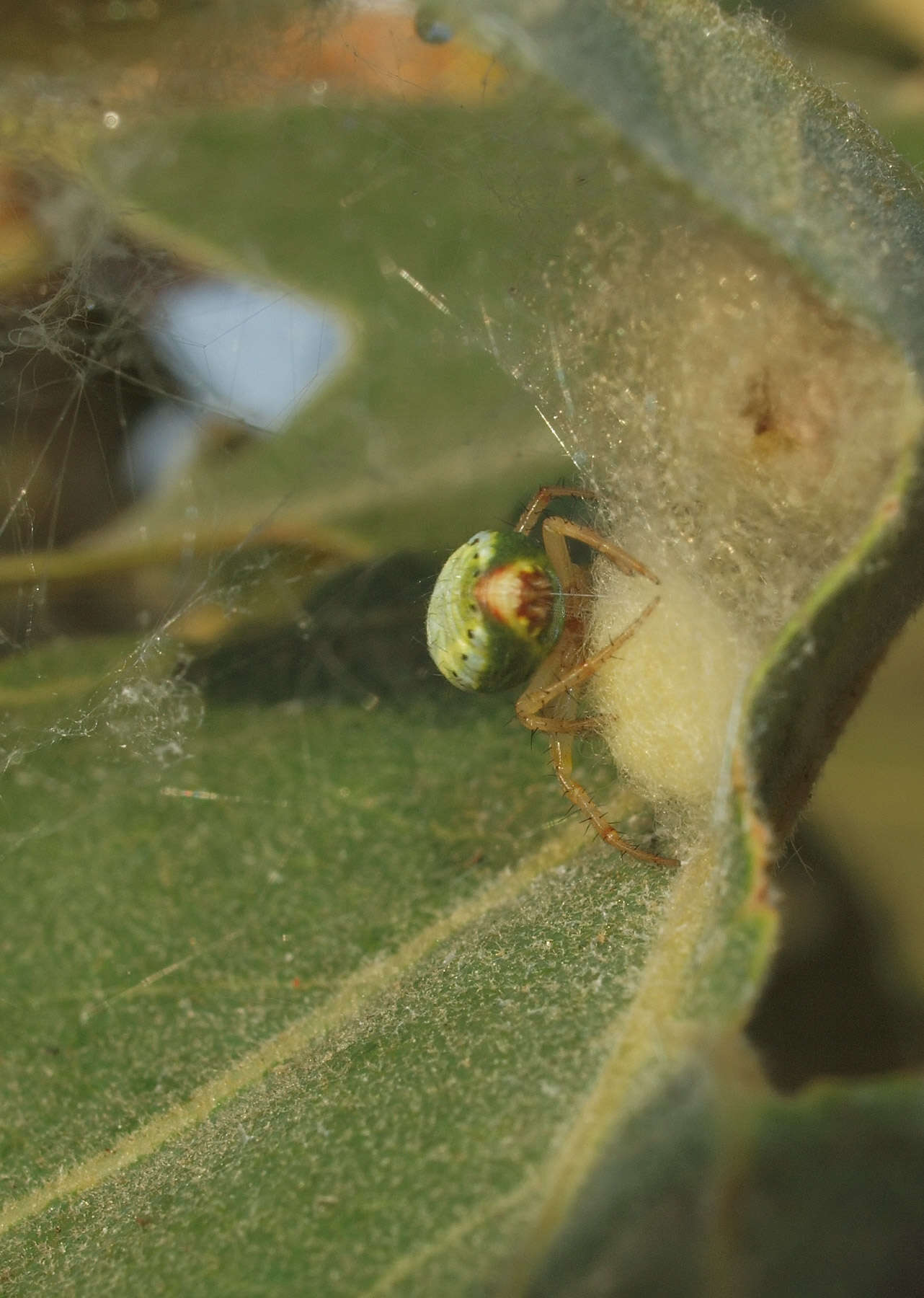 Image of Cucumber green spider