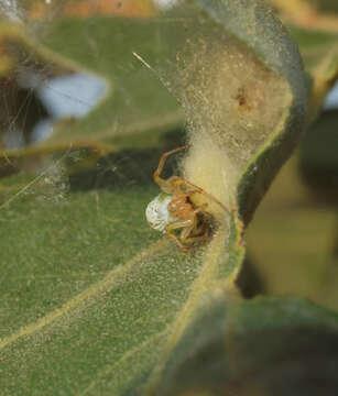 Image of Cucumber green spider