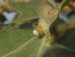 Image of Cucumber green spider