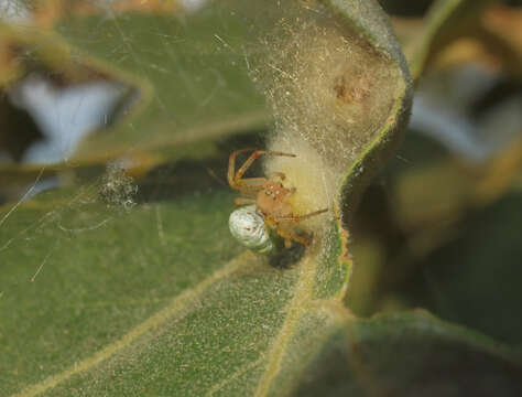 Image of Cucumber green spider