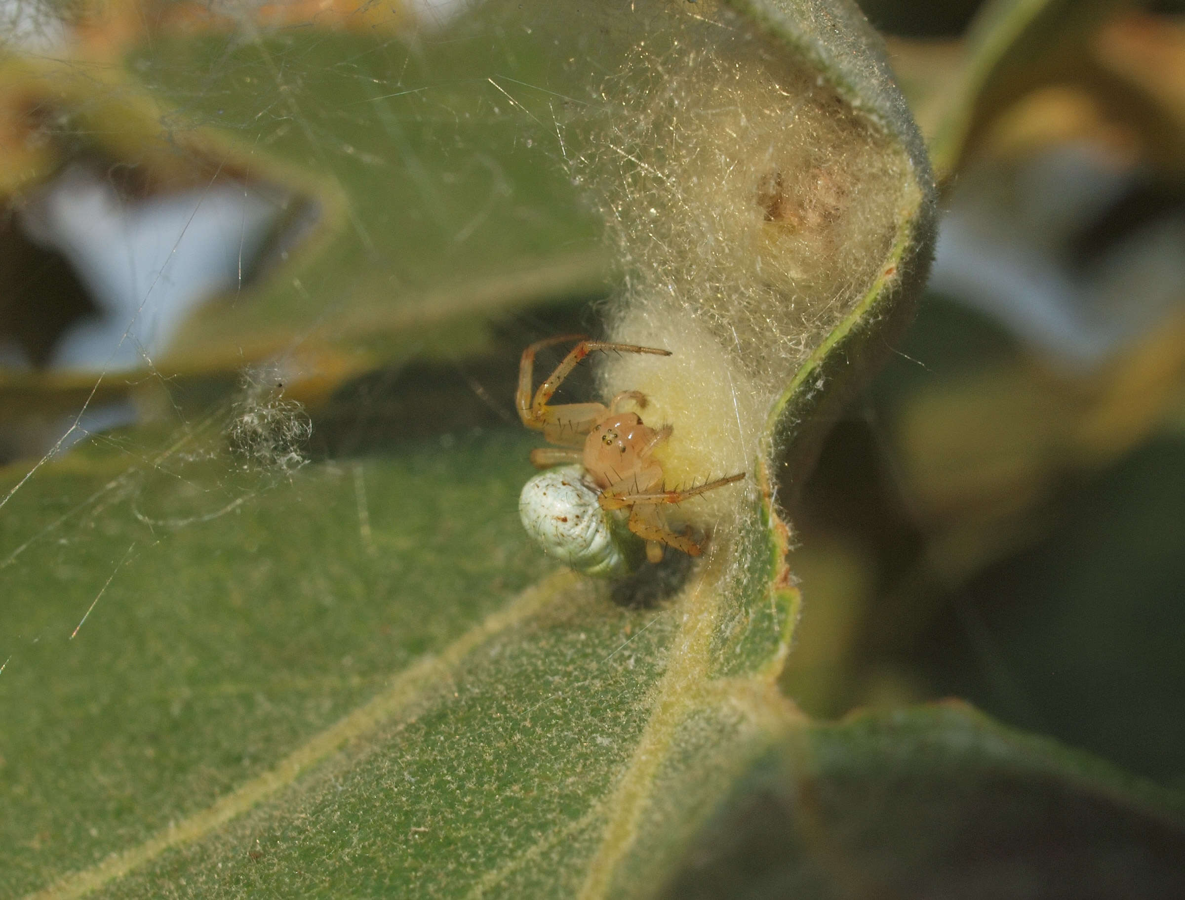 Image of Cucumber green spider