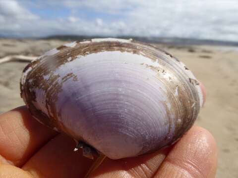 Image of California mahogany-clam