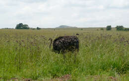 Image of South African Ostrich