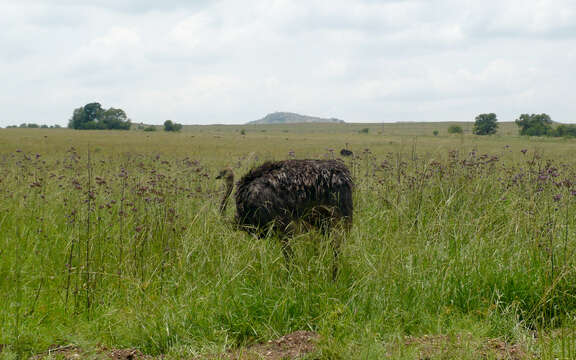 Image of South African Ostrich