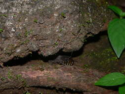 Image of Tropical night lizards