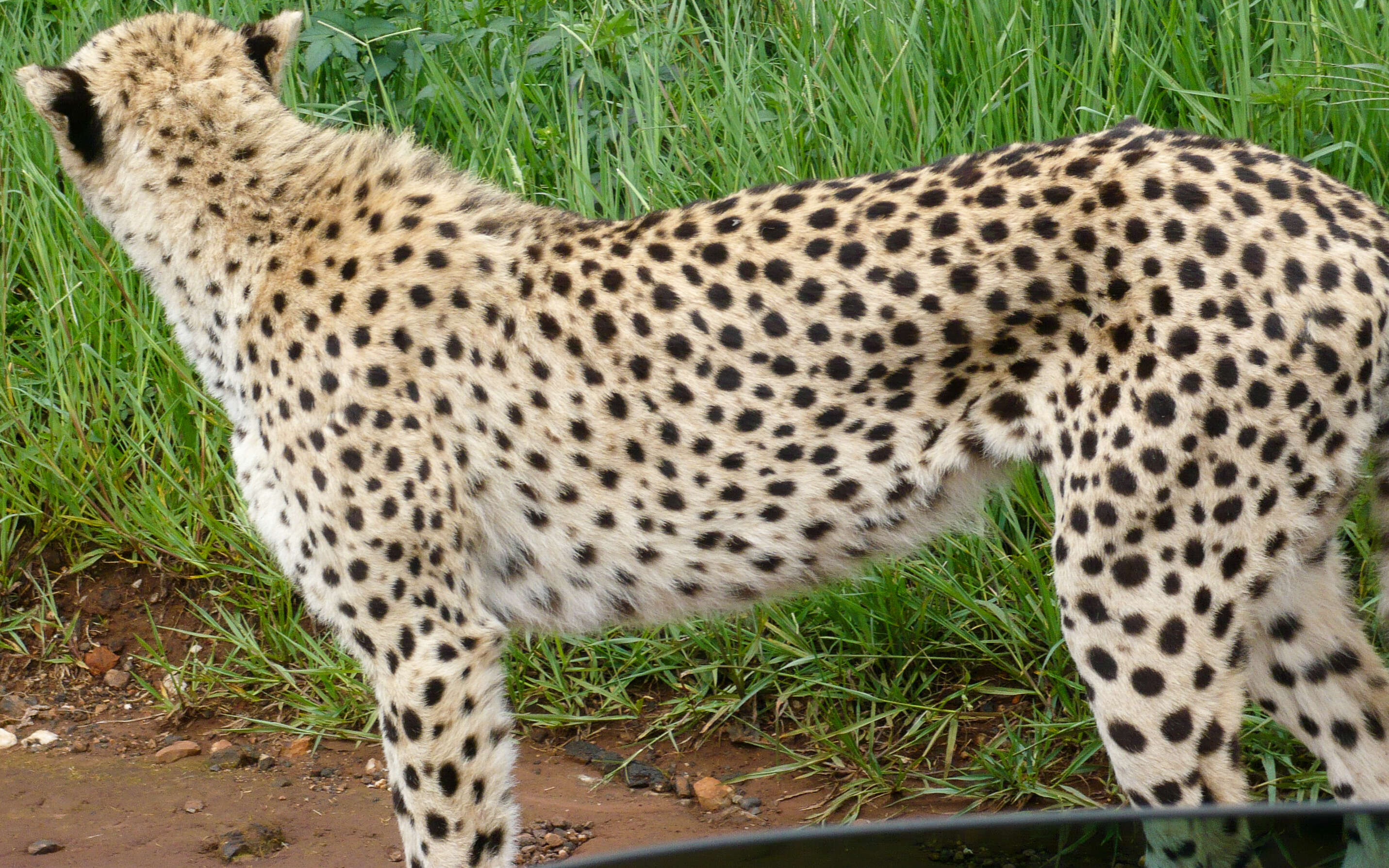 Image of Namibian cheetah