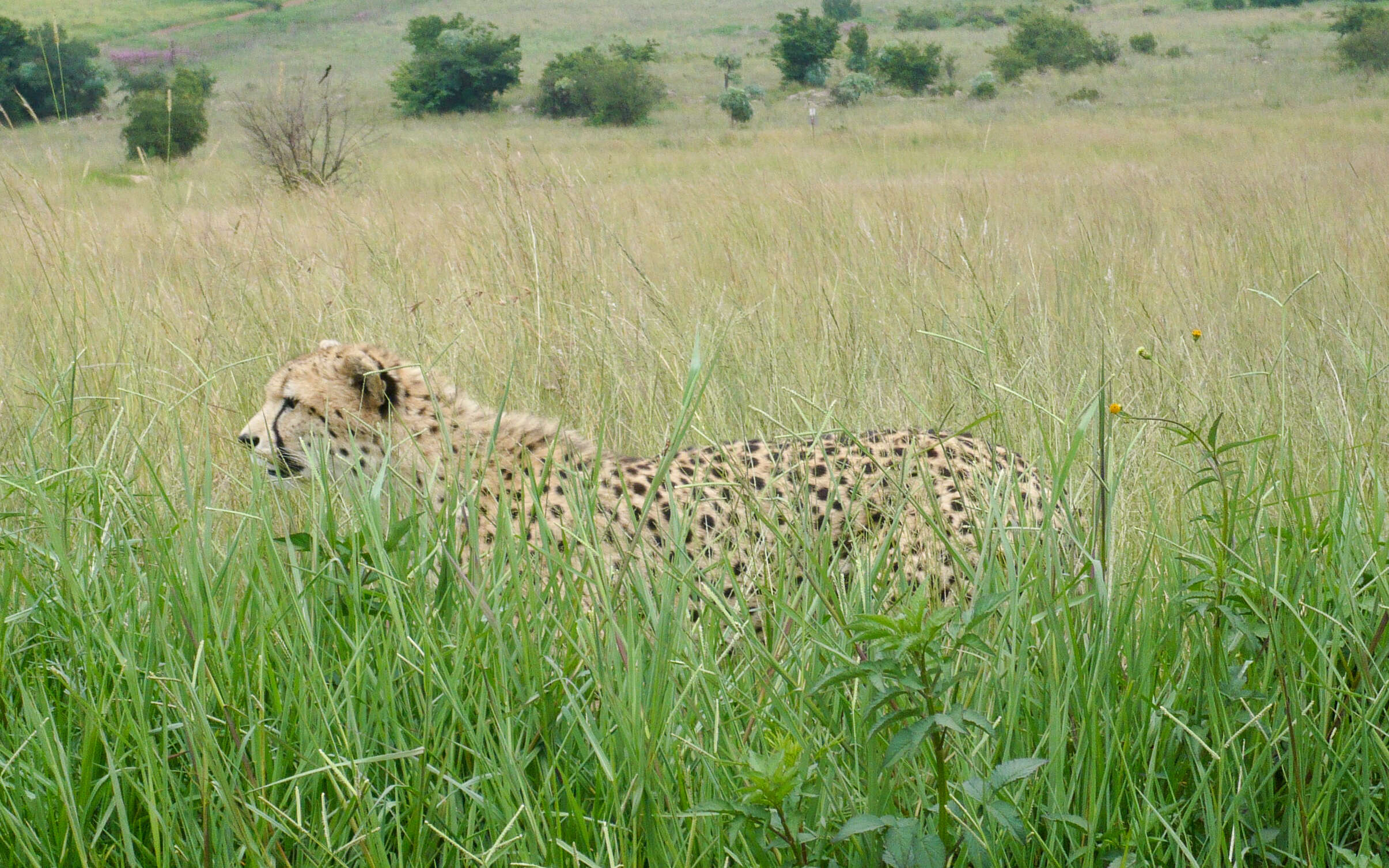 Image of Namibian cheetah