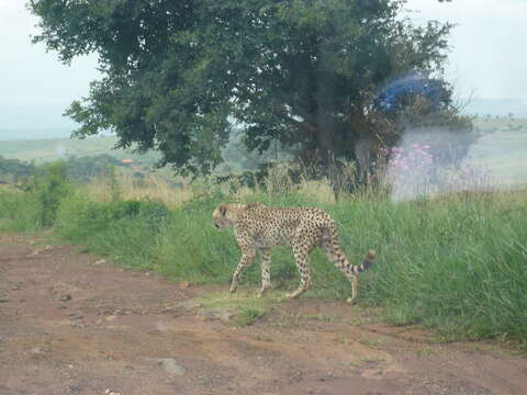 Image of Namibian cheetah