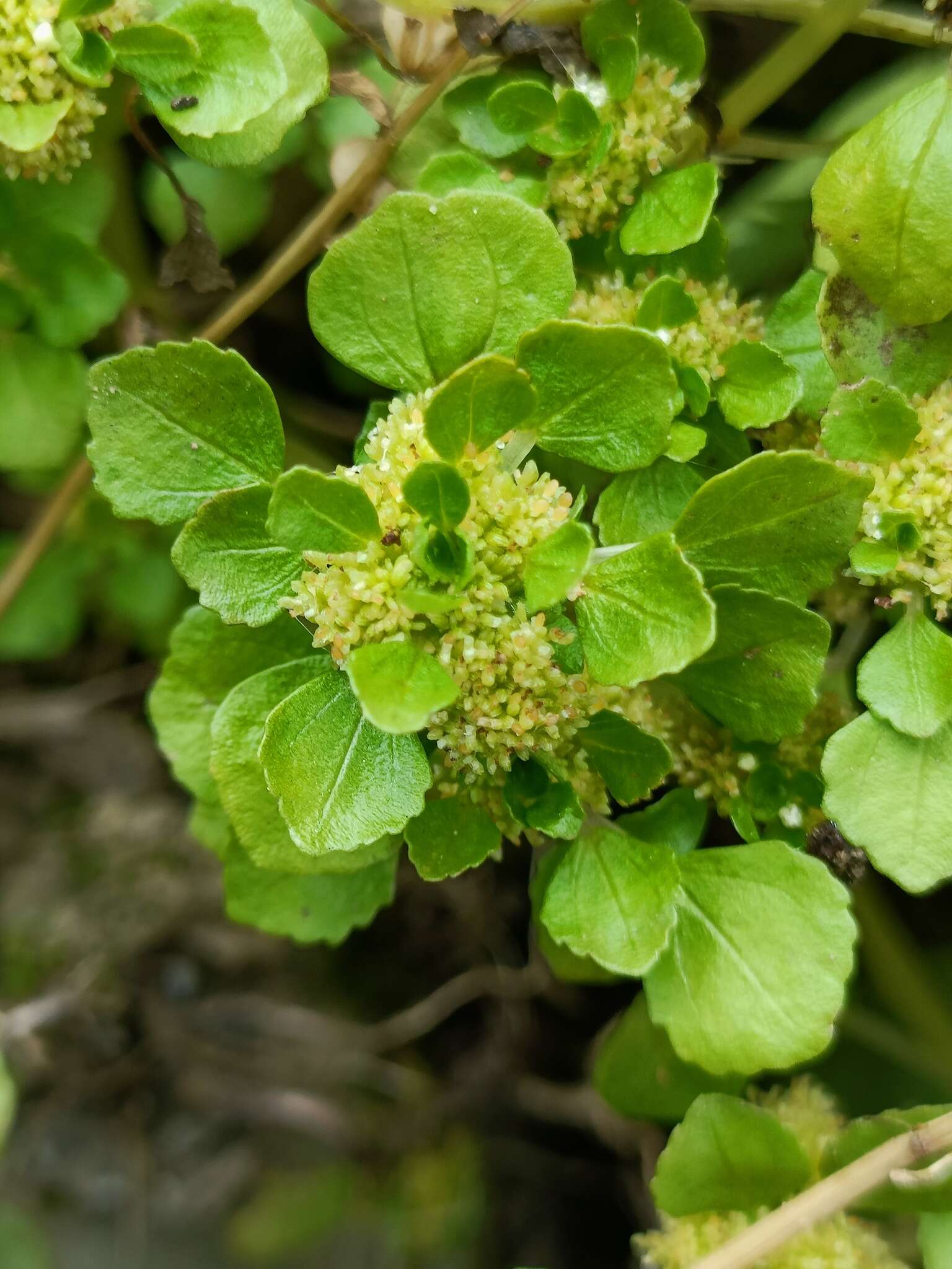 Imagem de Pilea peploides (Gaud.) Hook. & Arn.