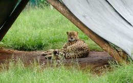 Image of Namibian cheetah