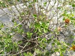 Image of Calanticaria greggii (A. Gray) E. E. Schill. & Panero