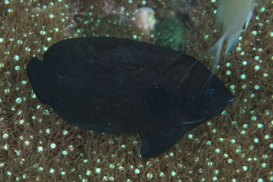 Image of Dusky angel-fish