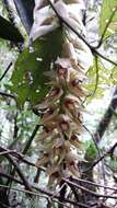 Image of Bulbophyllum occlusum Ridl.