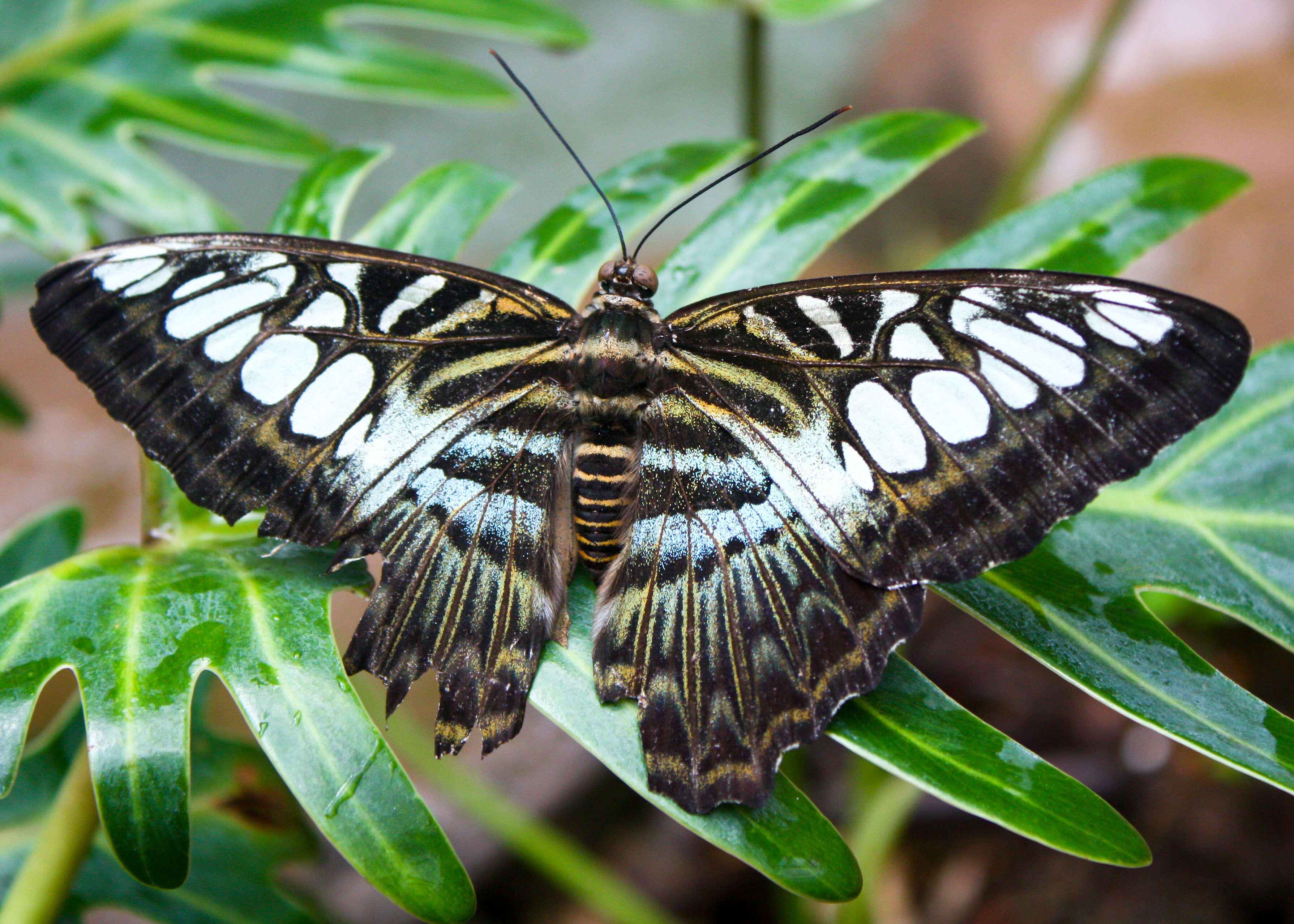 Imagem de Parthenos sylvia