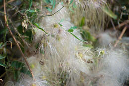 Imagem de Clematis orientalis L.