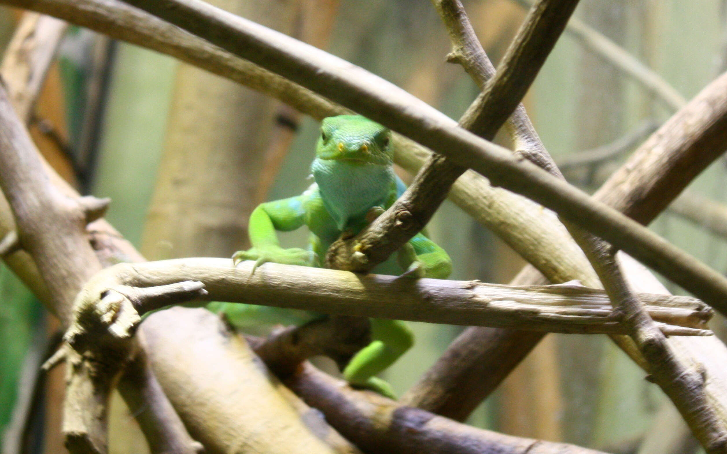 Image of Fiji iguanas