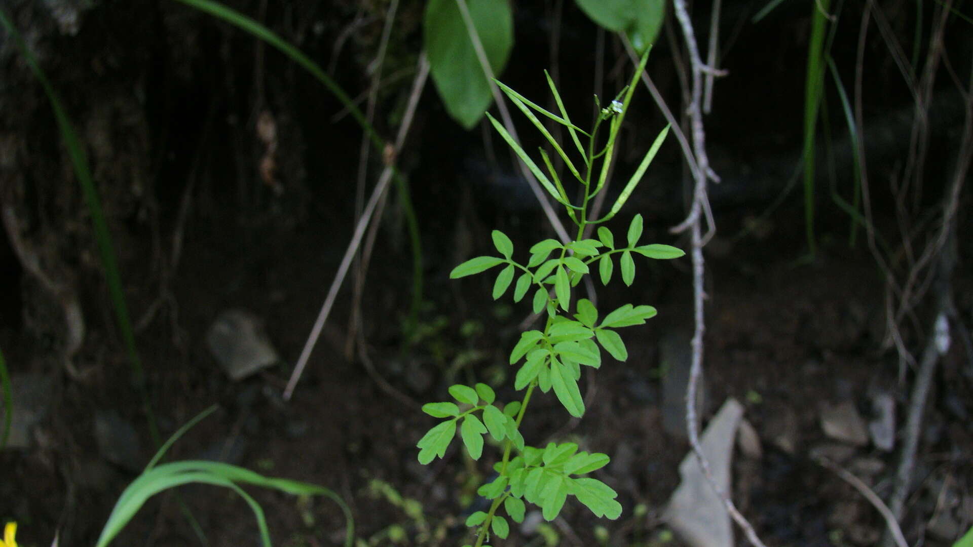 Image of Narrow-leaved Bittercress