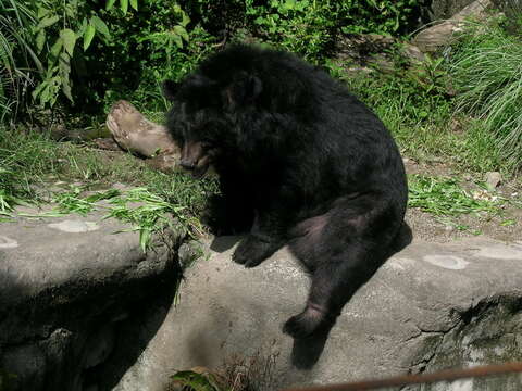 Image de Ursus thibetanus formosanus Swinhoe 1864