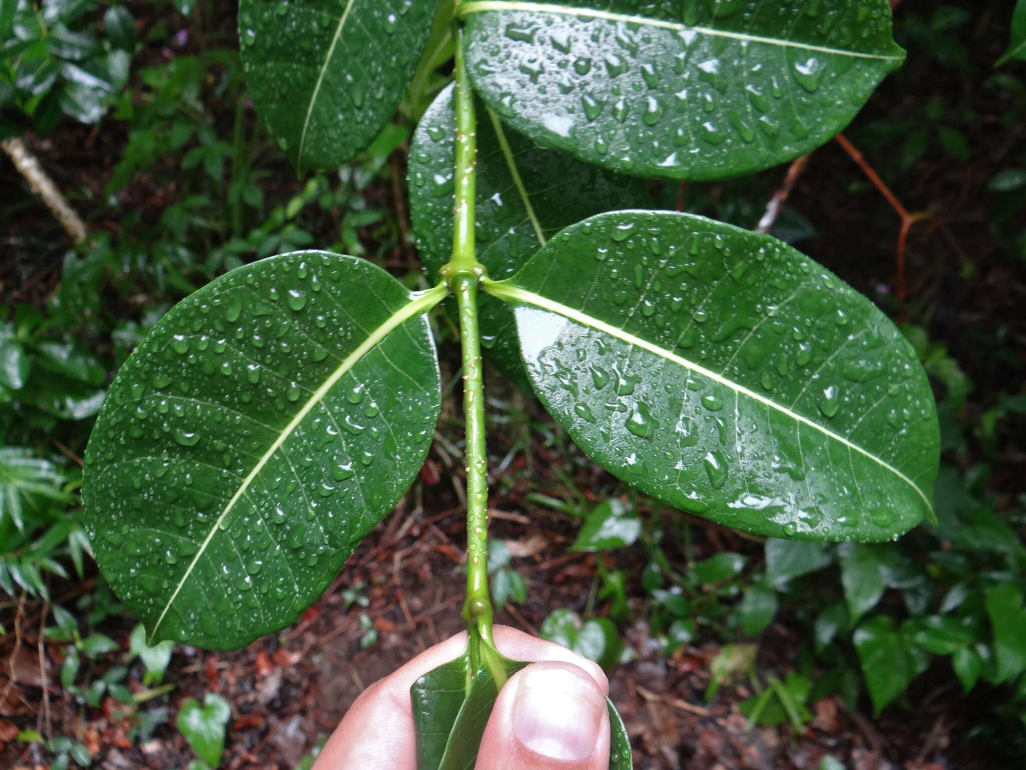 Imagem de Cryptostegia madagascariensis Boj.