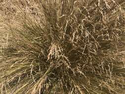 Image of silver tussock