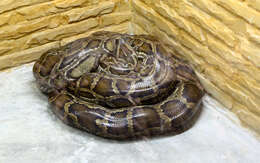 Python bivittatus Kuhl 1820 resmi