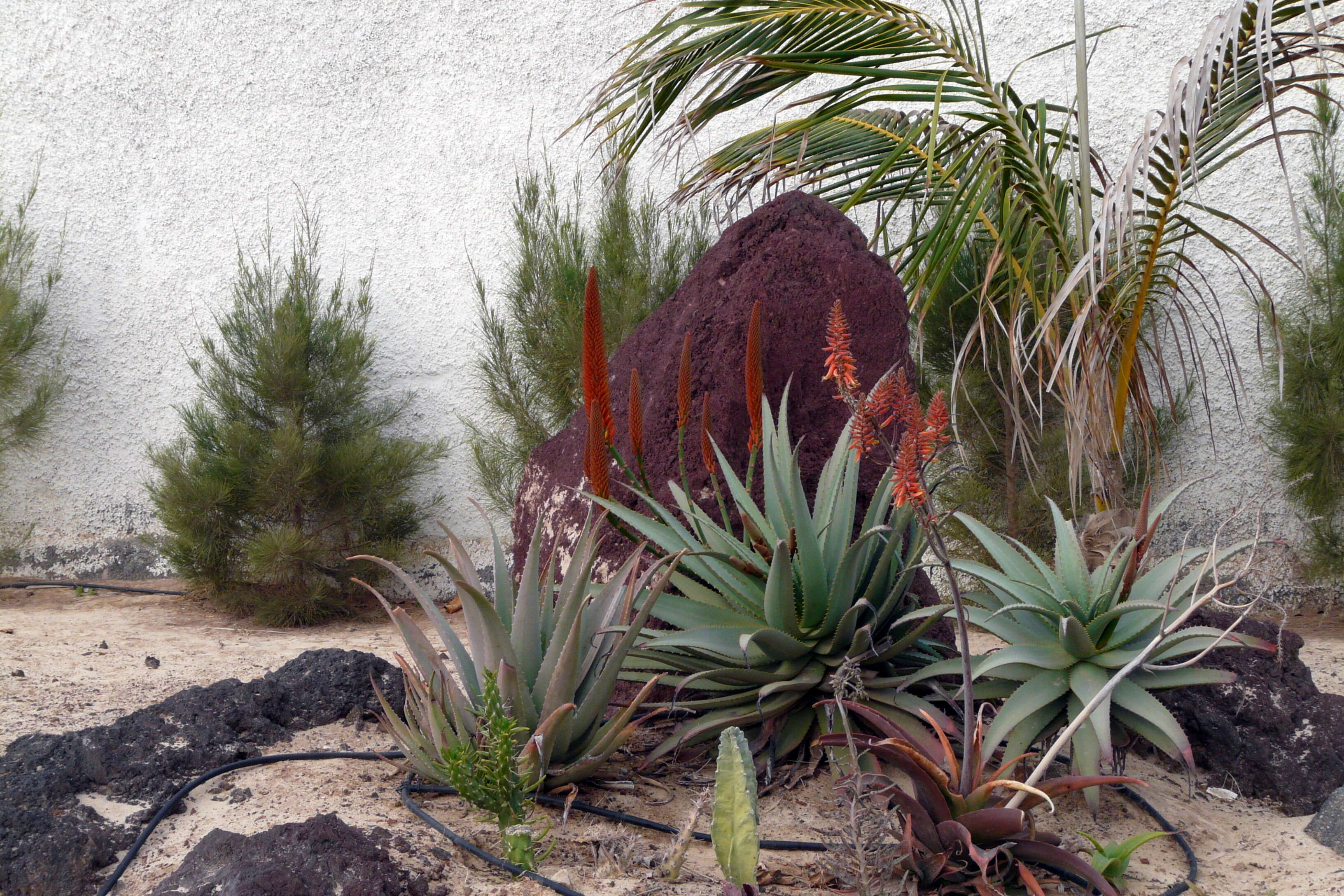 Image of Aloe vera