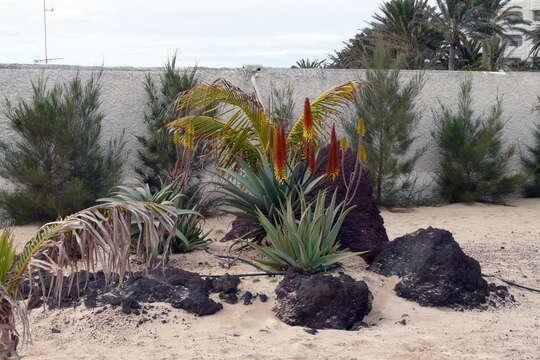 Image of Aloe vera