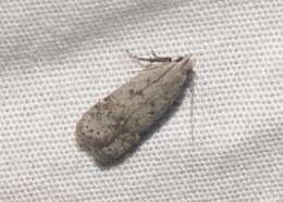 Image of Anacampsis comparanda Meyrick 1929