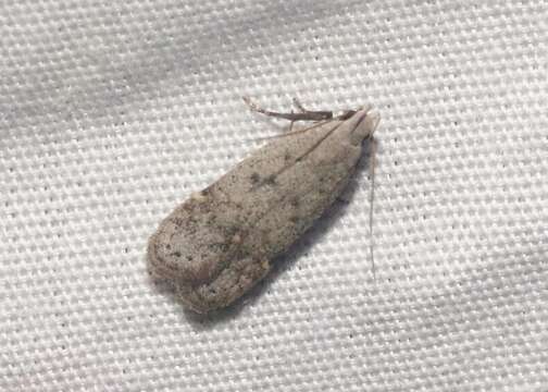 Image of Anacampsis comparanda Meyrick 1929