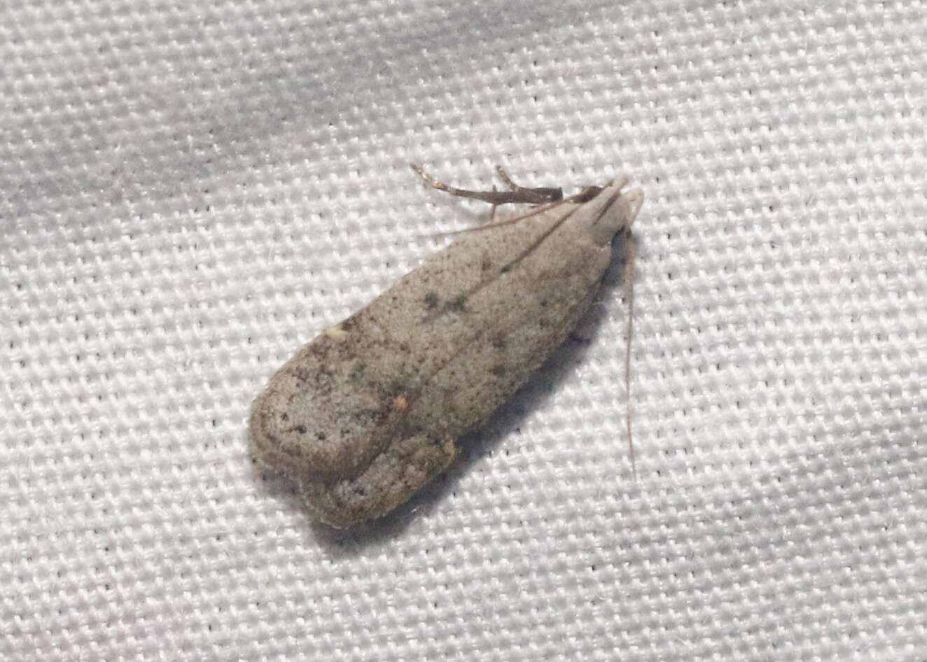Image of Anacampsis comparanda Meyrick 1929