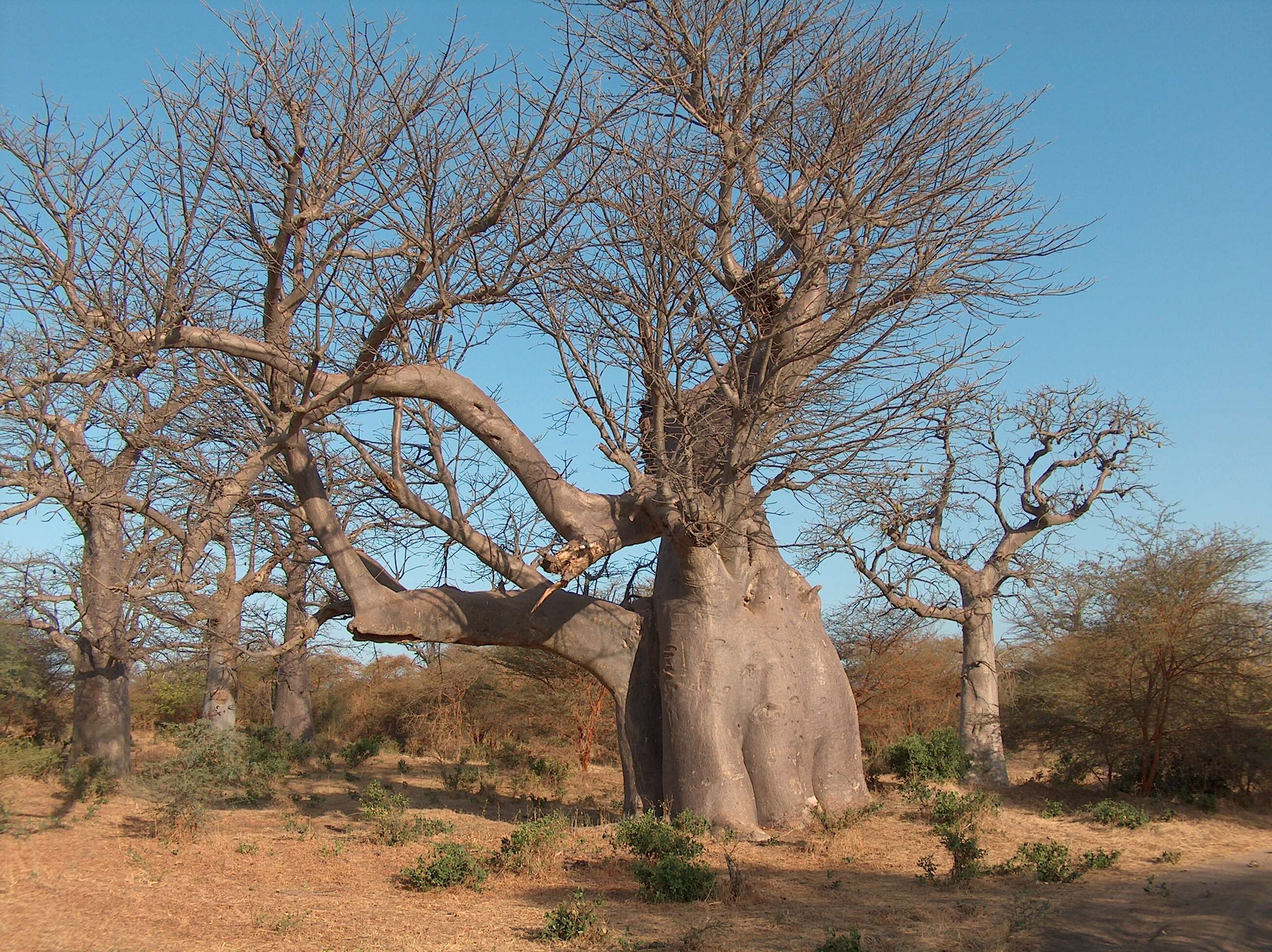 Image of African Baobab