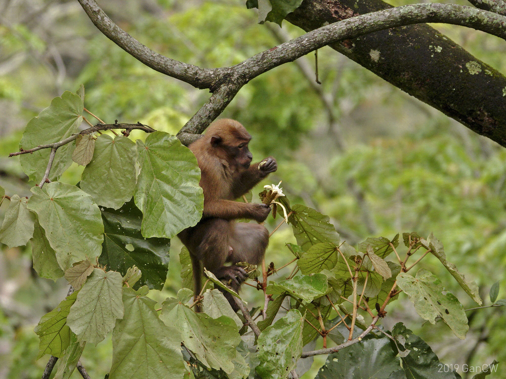 Image of Assam Macaque