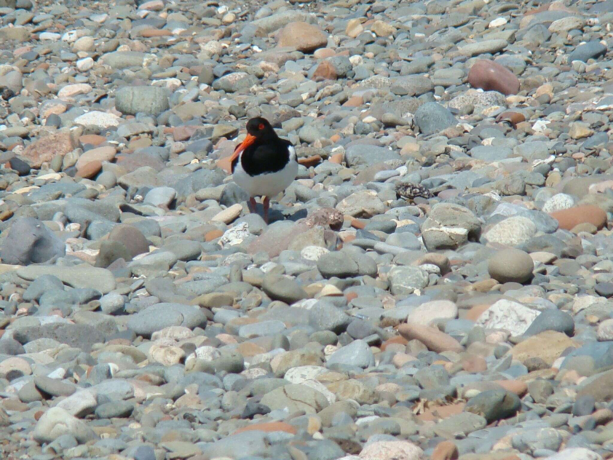 Image of oystercatcher, eurasian oystercatcher