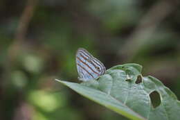 Image of Cepheuptychia glaucina Bates 1865