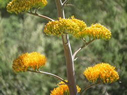 Agave chrysantha Peebles resmi