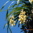 Imagem de Cymbidium elegans Lindl.