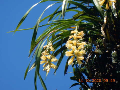 Imagem de Cymbidium elegans Lindl.