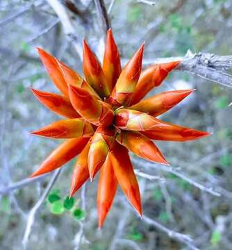 Image of Fouquieria formosa Kunth