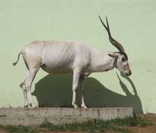 Image of Addax