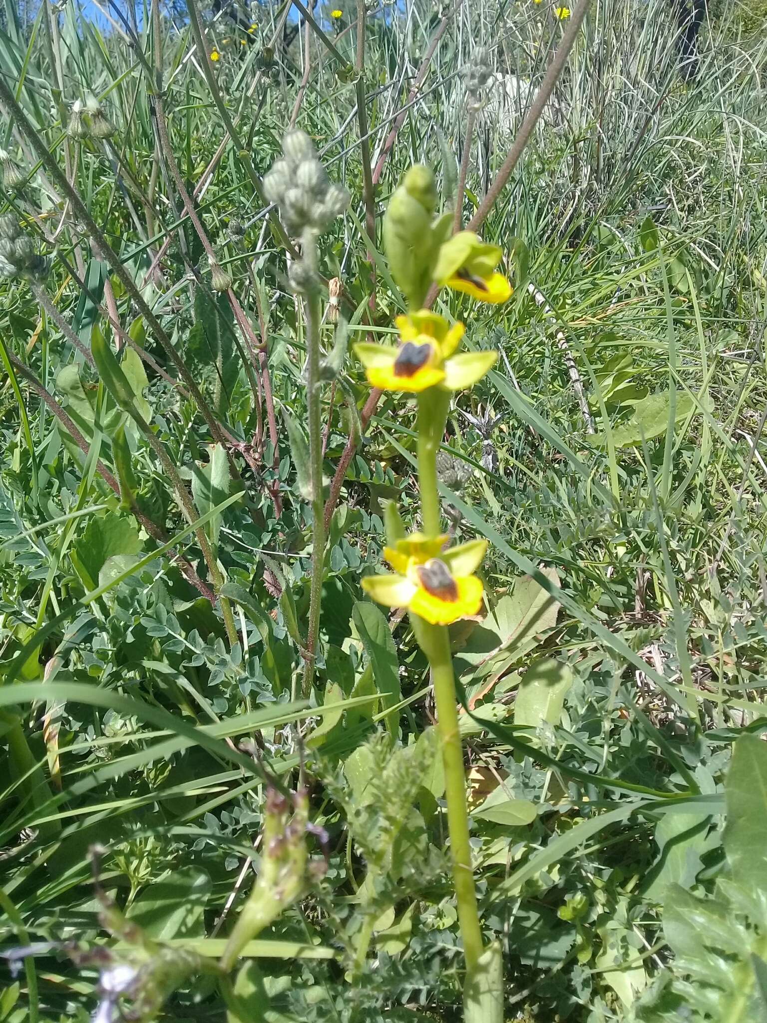 Image of Ophrys lutea subsp. lutea