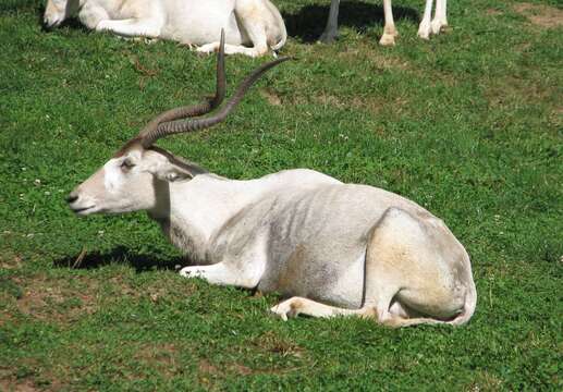 Image of Addax Laurillard 1841