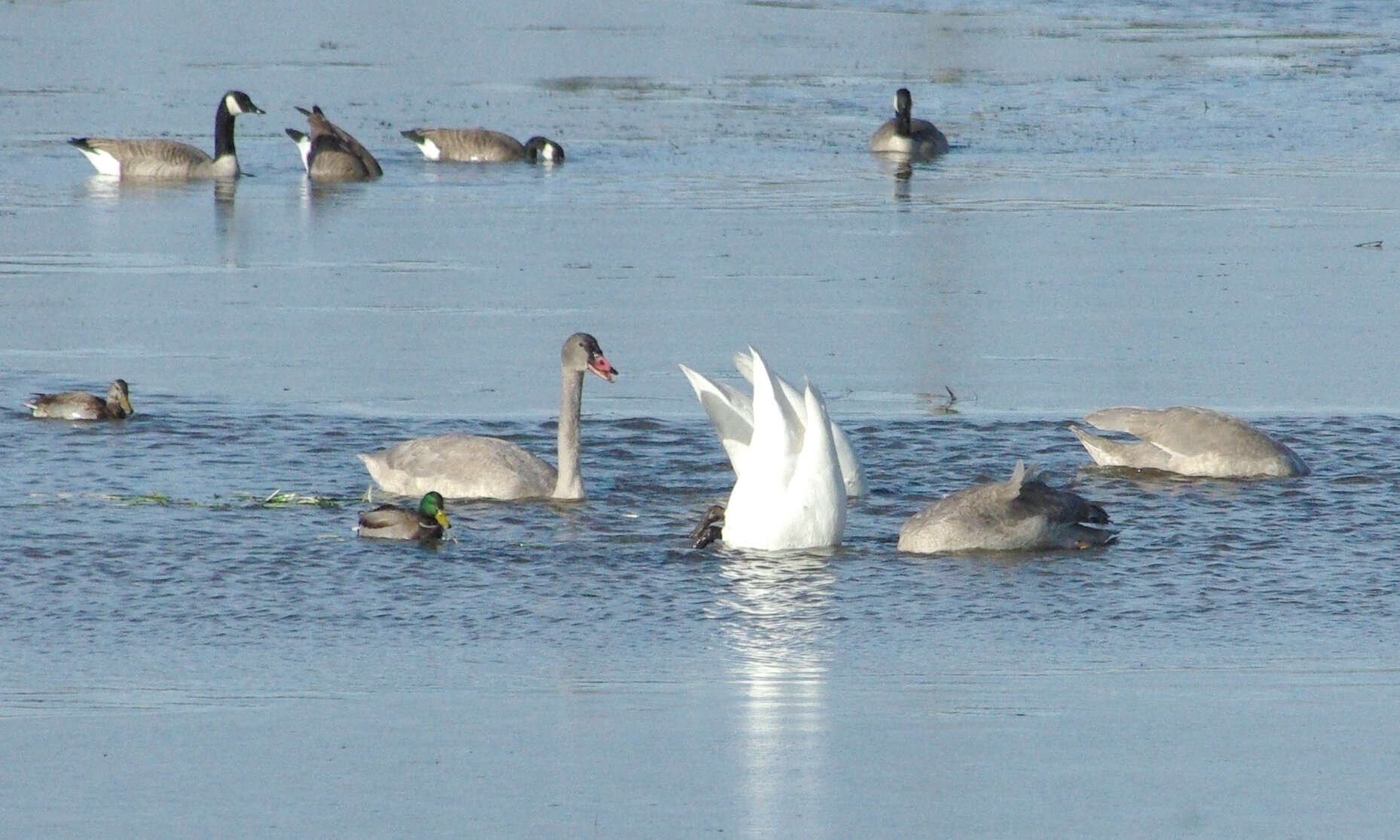 Image of Trumpeter Swan