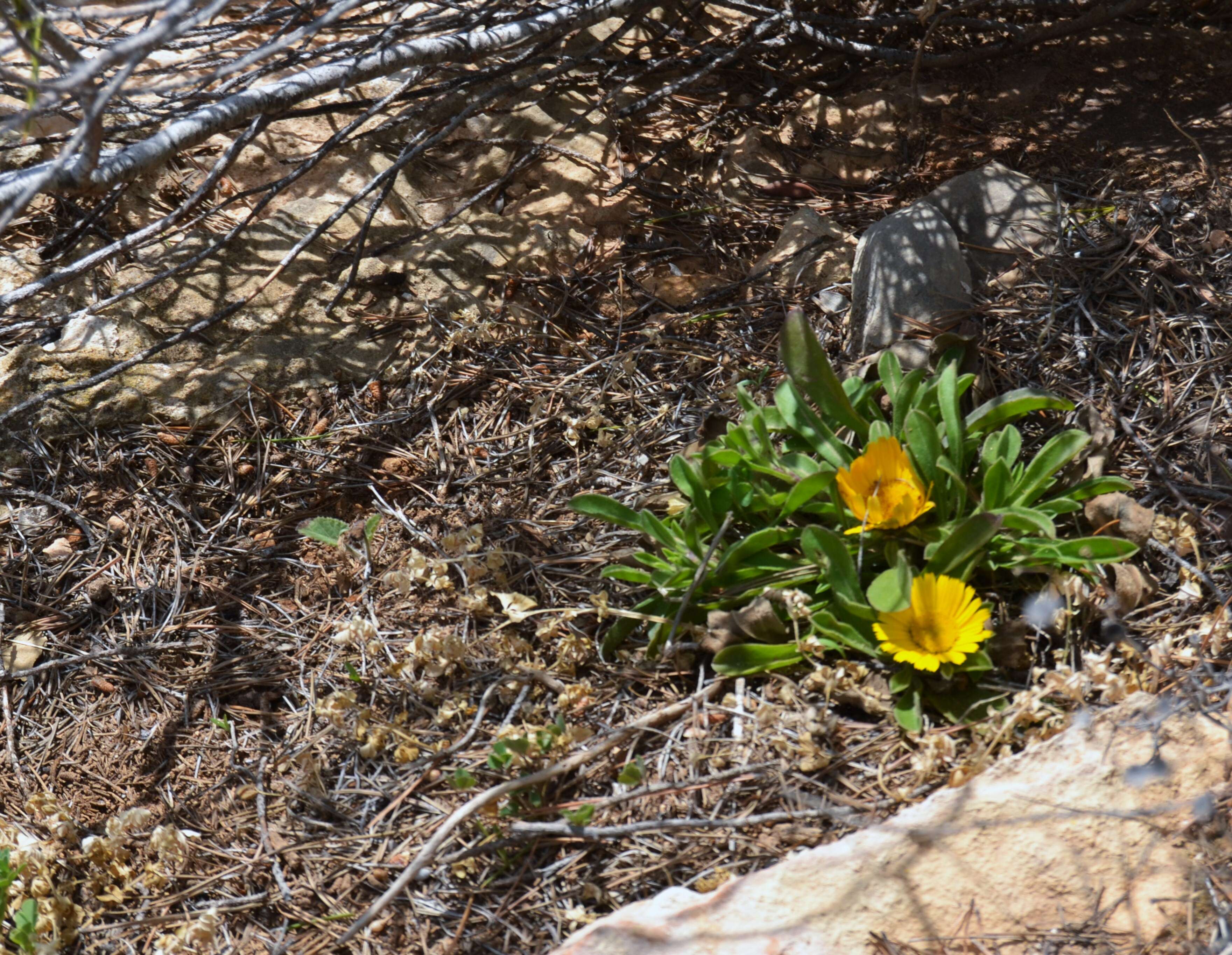 Image of estrella de mar