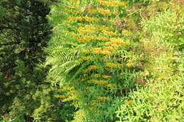 Слика од Lysimachia punctata L.