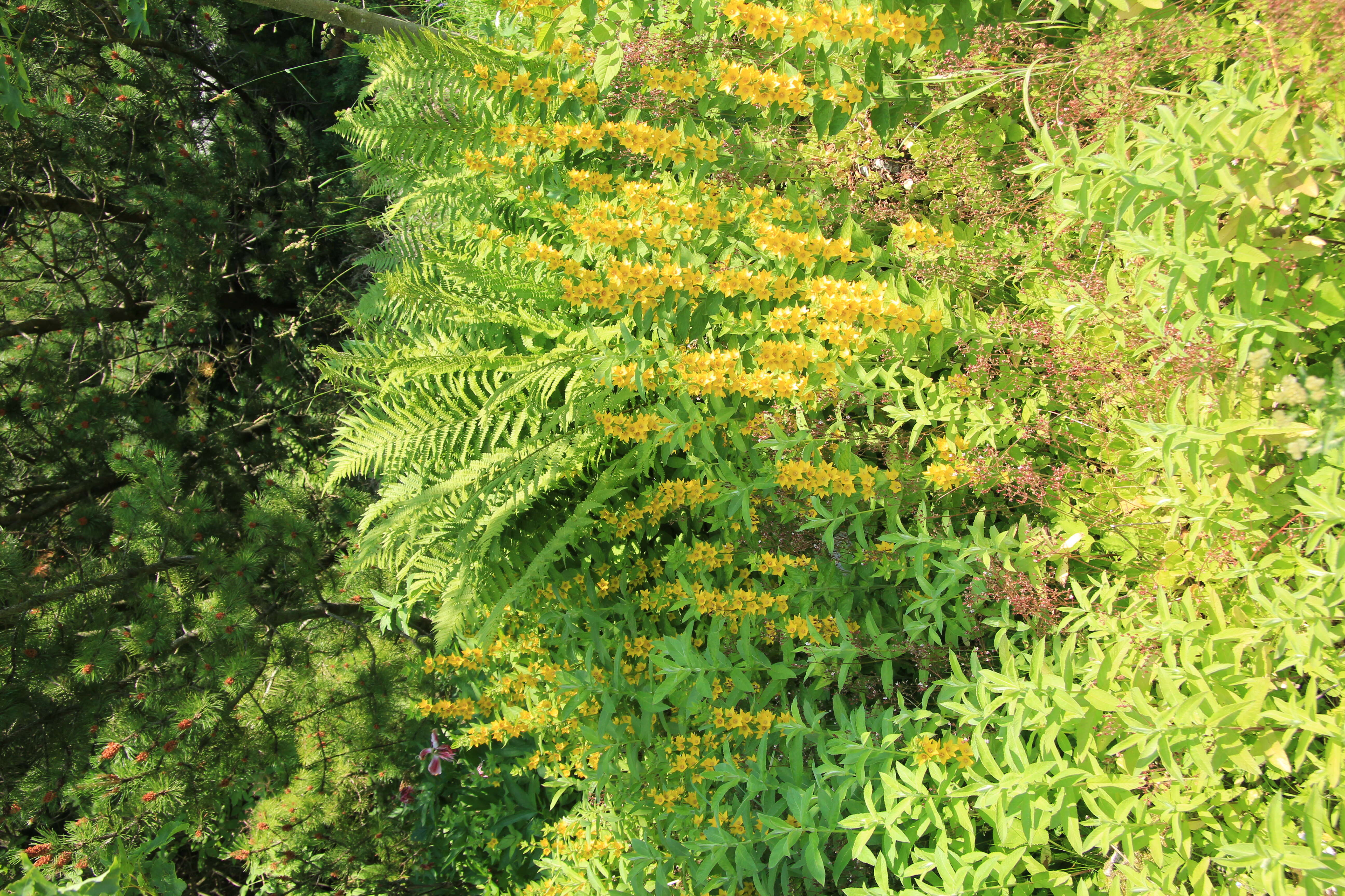 Слика од Lysimachia punctata L.