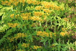 Слика од Lysimachia punctata L.