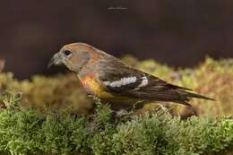 Image of Hispaniolan Crossbill