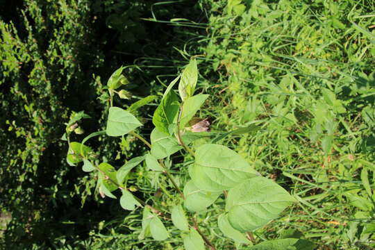 Image of Deadly Nightshade