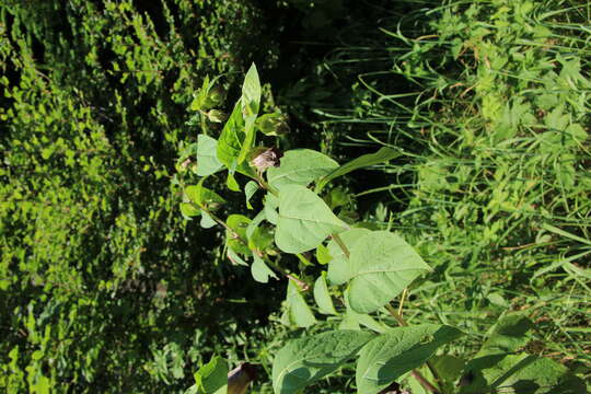 Image of Deadly Nightshade