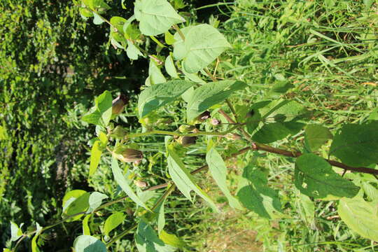 Image of Deadly Nightshade